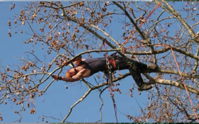 EAP Elagage Arboriste Performance Élagage Abattage Étêtage Taille de