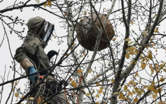 Neutralisation des nuisibles