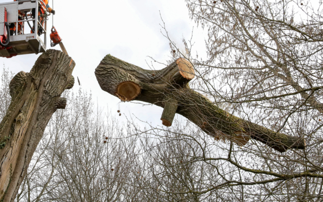 Élagage, abattage et étêtage