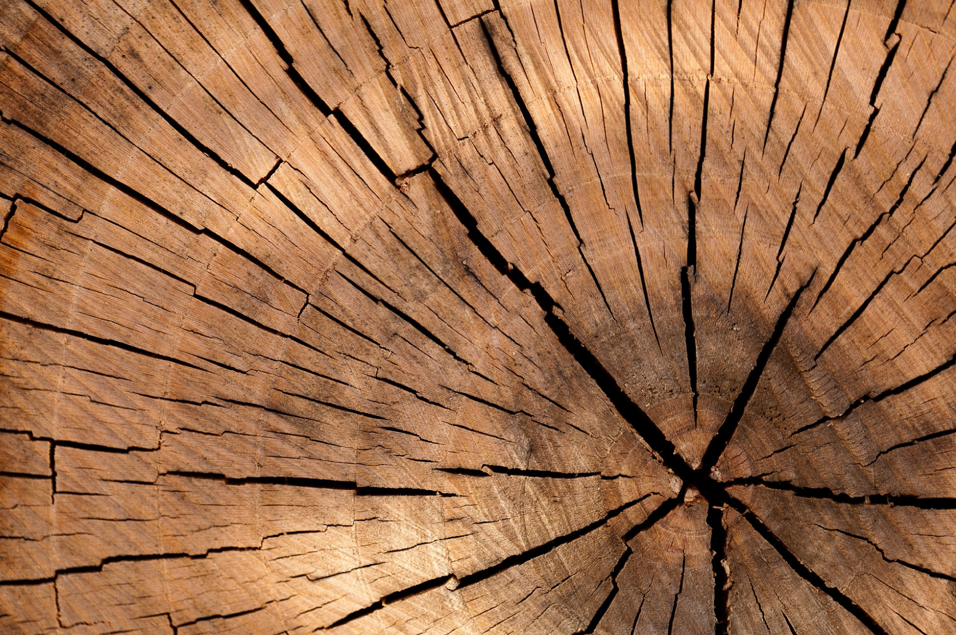 Arboristes au travail